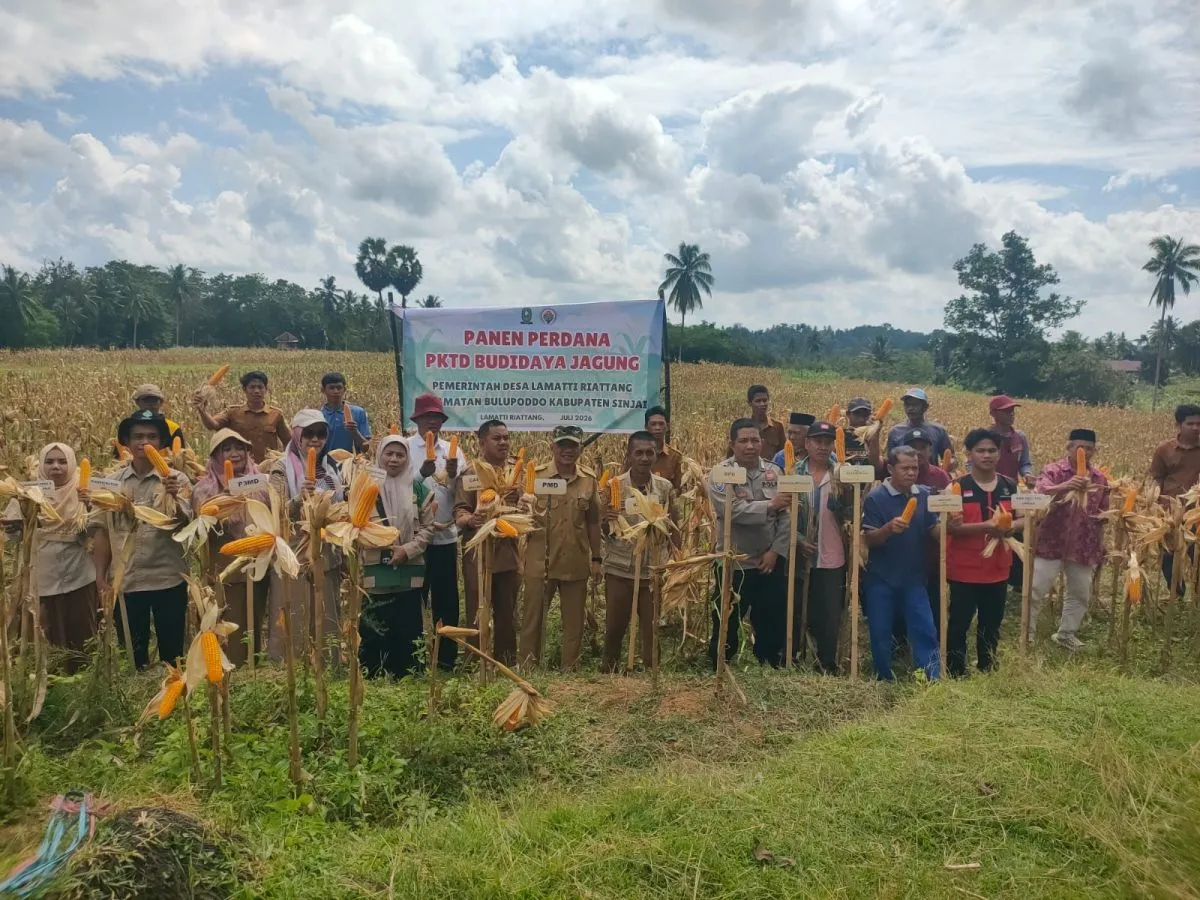  PKTD Budidaya Jagung Desa Lamatti Riattang Kecamatan Bulupoddo Kabupaten Sinjai 